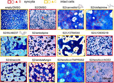 Fusion assays for screening of fusion inhibitors targeting SARS-CoV-2 entry and syncytia formation